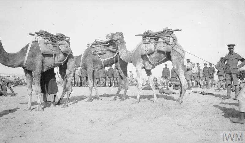 Q57815 SuezCanal Defences Camel Transport Somali Camels El Kubri Nov 1916