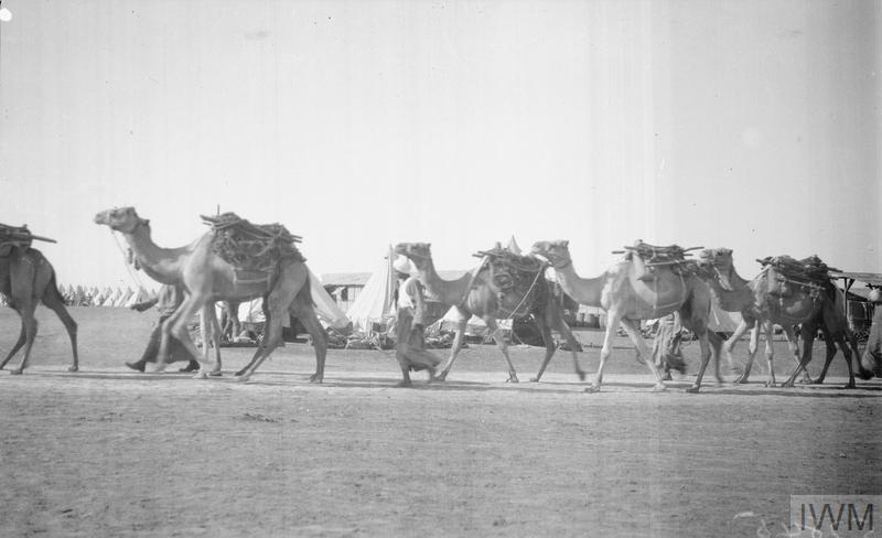Suez Canal Defences. Camel transport arriving at El Kubri. November 1916.