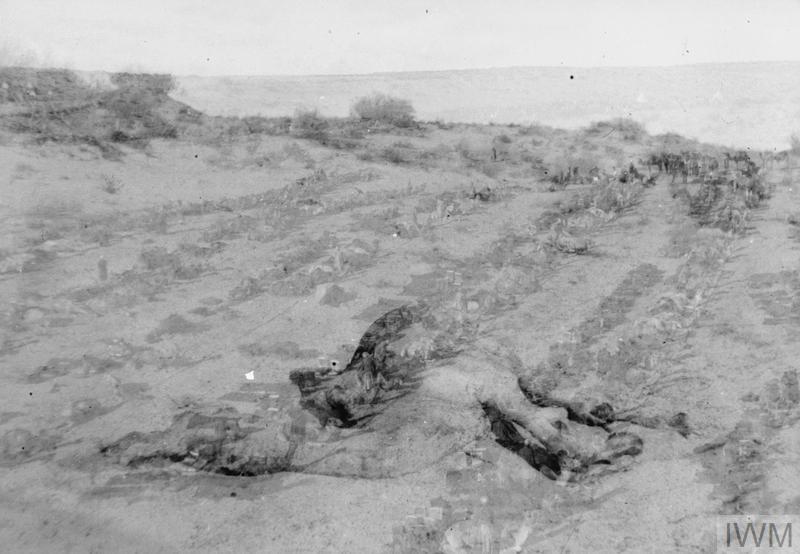 Q57769 Dead Camel in the desert on march