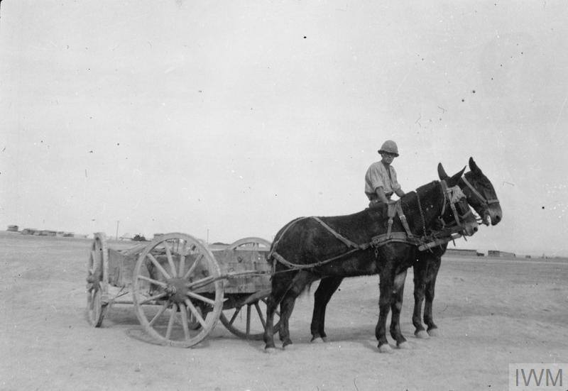 1.11 mule and limbeer at Kantara